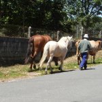 paarden onderweg - mandras