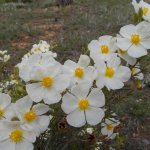 nog meer bloemen