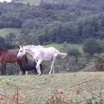 wel veel paarden in de bergen - espelette