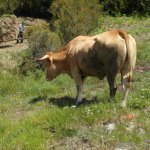 mooie koeien