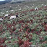 nog meer schapen - itxassou