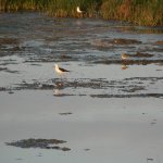 in de laguna