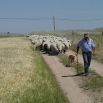 ook weer schapen voor penalba