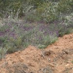 heel veel lavendel
