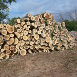 houtopslag in priaranza del bierzo