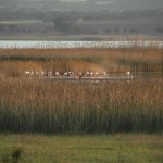 flamingos in de laguna - petrola