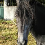 paard onderweg