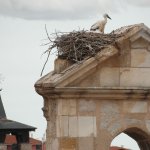 zicht vanuit de herberg-jonge ooievaars - zamora