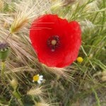 veel bloemen